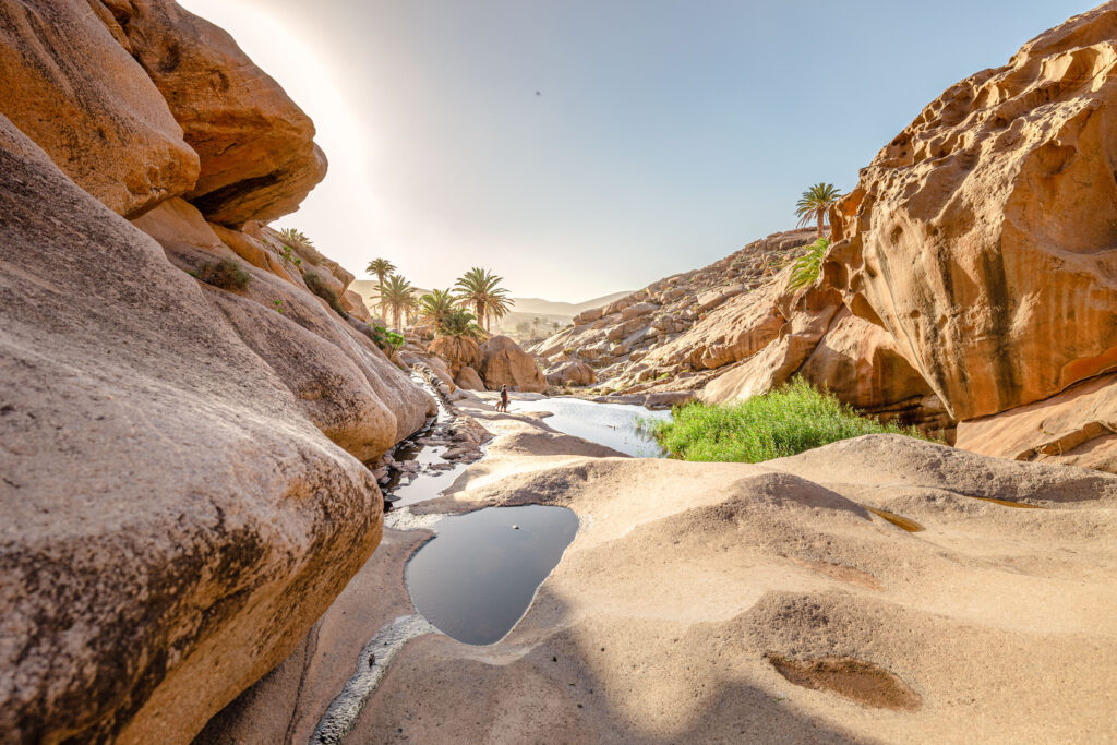 Canyon rocheux et palmiers à Fuerteventura
