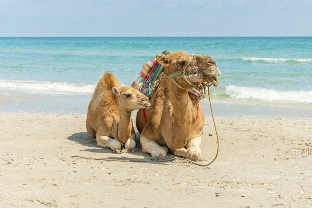 Dromadaire sur la plage - tunisie