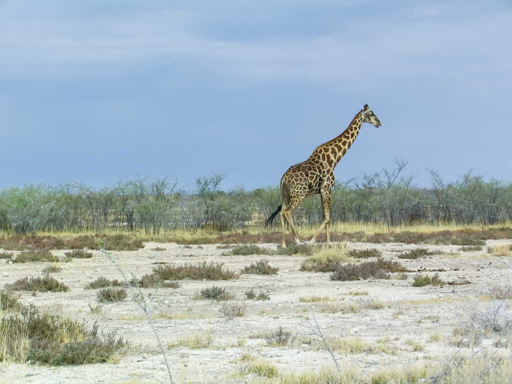 circuit Namibie - faune, Le Voyaging