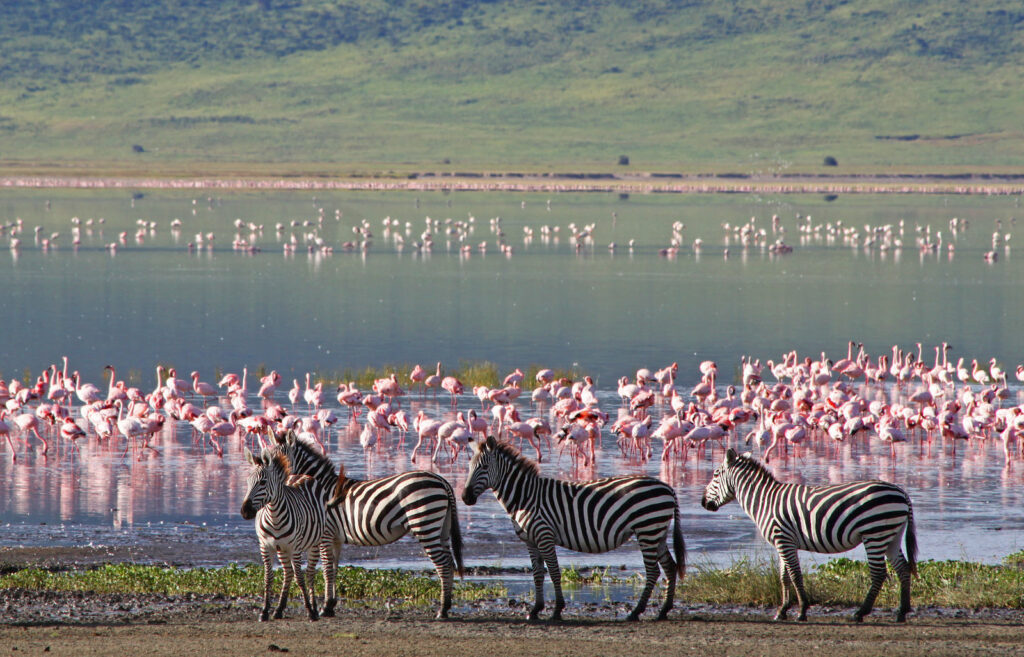 circuit Kenya Tansanie - flamants roses