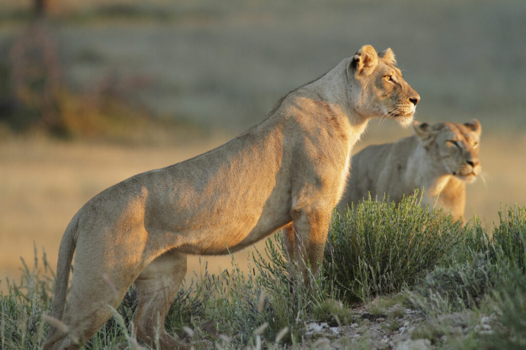 circuit Afrique du sud - sauvage