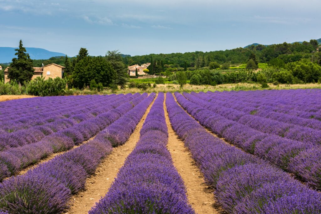 Circuit Nouvelles Frontières Provence et Luberon