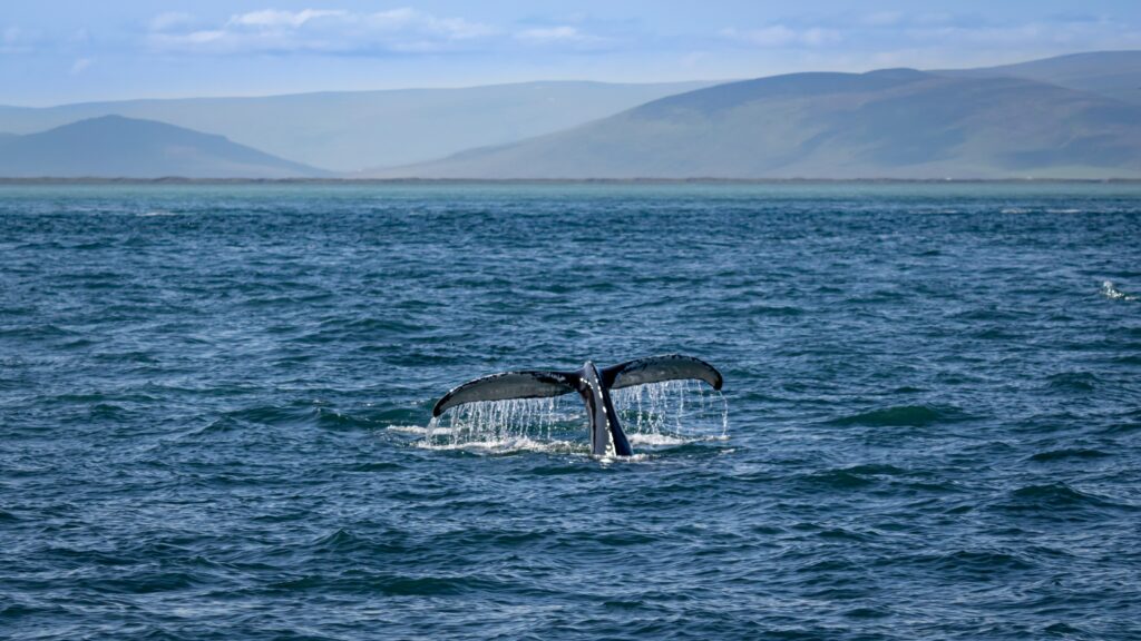 Voir les baleines en Islande