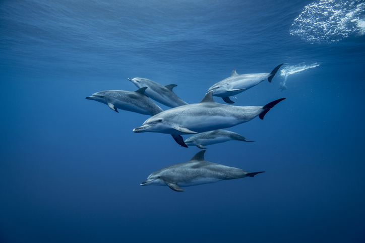 Dauphins à Tenerife