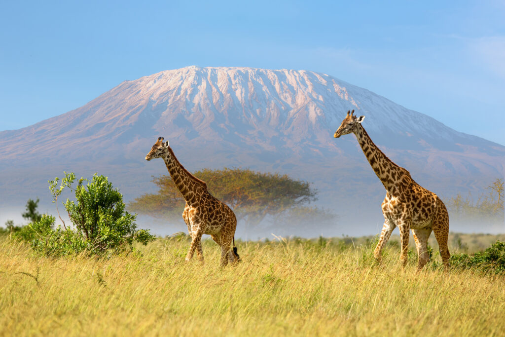 Safari en Tanzanie