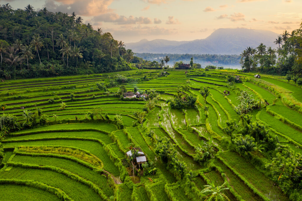 Partir à Bali cet été