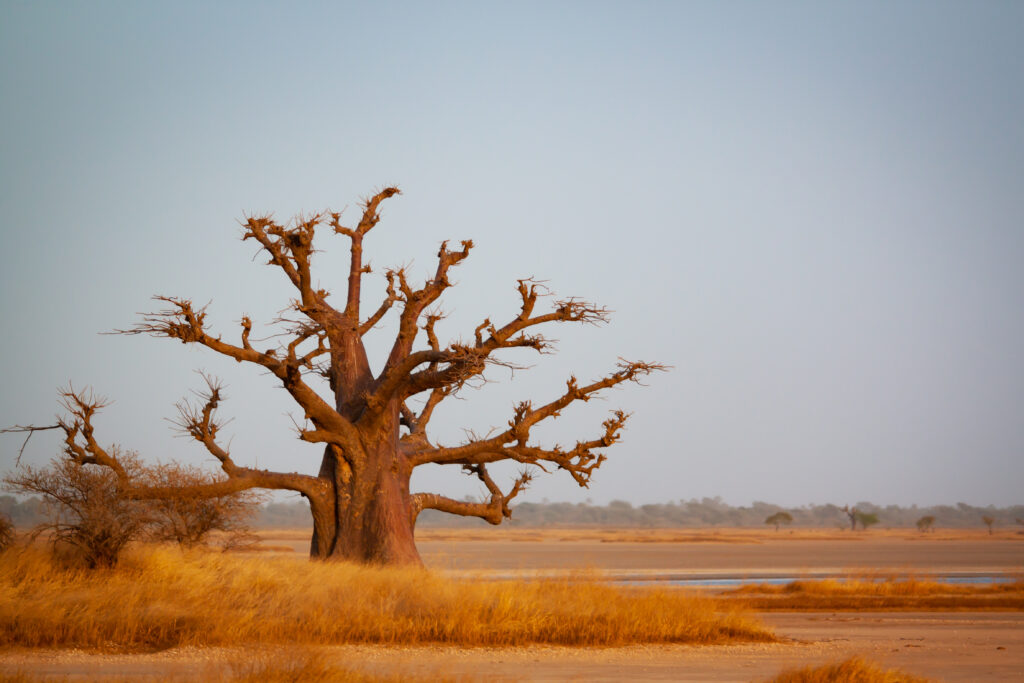 Voyage au Sénégal en octobre