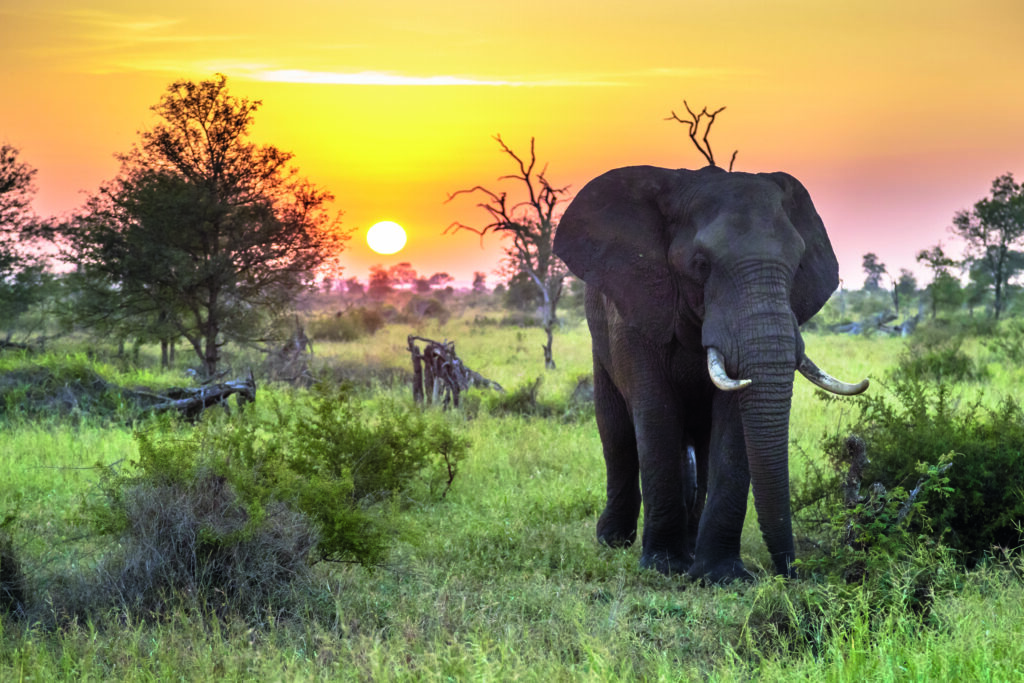 ELEPHANT AFRICAIN
