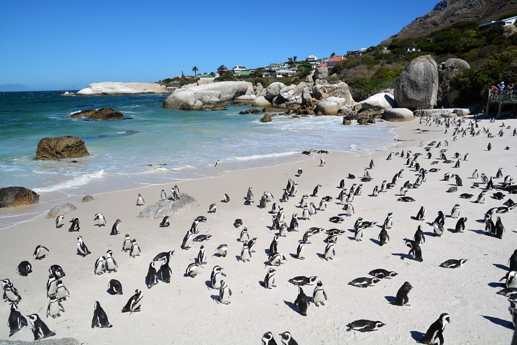 Boulders Beach
