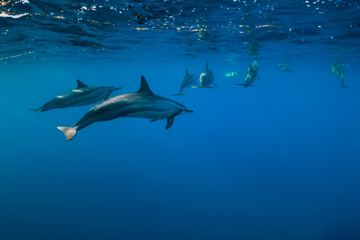dauphin au sri lanka