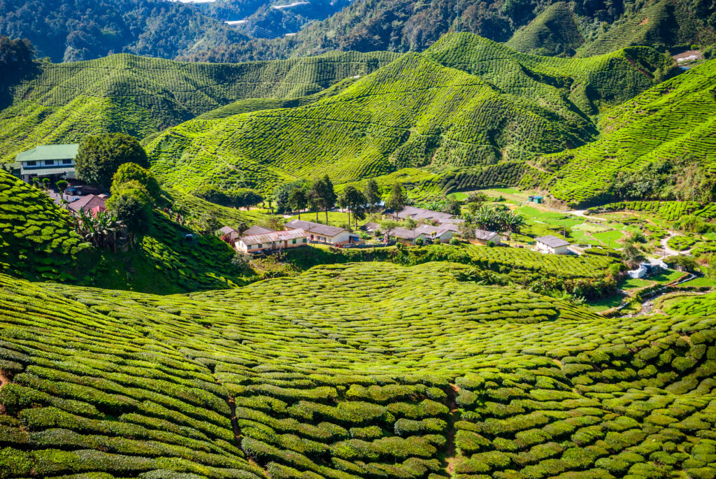 Cameron highlands