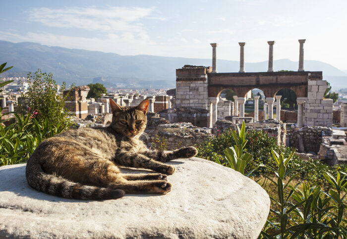 ou partir avec son chat