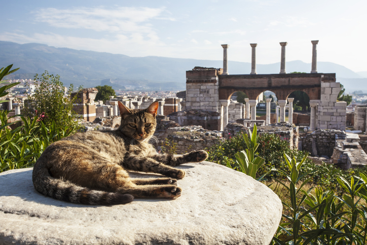 ou partir avec son chat
